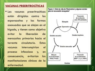 VACUNAS PREERITROCÍTICAS
• Las vacunas preeritrocíticas
están dirigidas contra los
esporozoítos y las formas
asexuadas que se alojan en el
hígado, y tienen como objetivo
evitar la liberación de
merozoítos primarios hacia el
torrente circulatorio. Estas
vacunas interrumpirían el
proceso infeccioso y, en
consecuencia, evitarían las
manifestaciones clínicas de la
enfermedad.
 