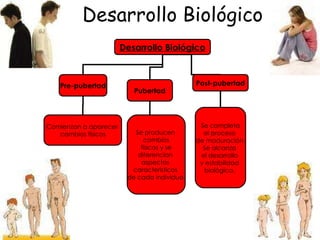 Desarrollo Biológico Desarrollo Biológico Pre-pubertad Pubertad Post-pubertad Comienzan a aparecer  cambios físicos Se producen  cambios físicos y se  diferencian  aspectos  característicos  de cada individuo. Se completa el proceso  de maduración. Se alcanza  el desarrollo  y estabilidad  biológica.  