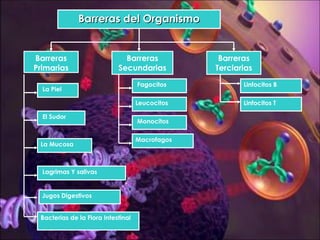 Fagocitos Leucocitos Monocitos Macrofagos Jugos Digestivos Bacterias de la Flora Intestinal Barreras Terciarias Barreras del Organismo Barreras Primarias Barreras Secundarias La Piel El Sudor La Mucosa Lagrimas Y salivas Linfocitos B Linfocitos T 