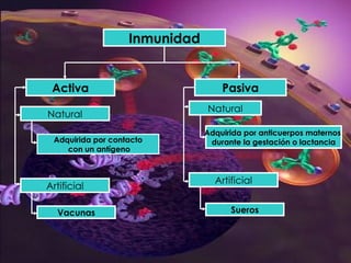 Adquirida por anticuerpos maternos  durante la gestación o lactancia Adquirida por contacto con un antígeno Pasiva Natural Artificial Sueros Inmunidad Activa Vacunas Artificial Natural 