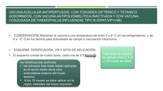 VACUNA ACELULAR ANTIPERTUSSIS, CON TOXOIDES DIFTÉRICO Y TÉTANICO
ADSORBIDOS, CON VACUNA ANTIPOLIOMIELÍTICA INACTIVADA Y CON VACUNA
CONJUGADA DE HAEMOPHILUS INFLUENZAE TIPO B (DPAT/VIP+HIB)
 CONSERVACIÓN: Mantener la vacuna a una temperatura de entre 2 y 8° C en los refrigeradores, y de
4 a 8° C en los termos para actividades de campo o vacunación intramuros.
 ESQUEMA, DOSIFICACIÓN, VÍA Y SITIO DE APLICACIÓN:
 El esquema consta de cuatro dosis, cada una de 0.5 ml.
Las dosis de vacuna
se aplican a los 2, 4, 6
y 18 meses de edad.vía intramuscular profunda.
 las primeras tres dosis deben aplicarse
en el tercio medio de la cara
anterolateral externa del muslo
derecho.
 A los 18 meses se debe aplicar en la
región deltoidea del brazo izquierdo.
 
