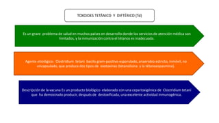TOXOIDES TETÁNICO Y DIFTÉRICO (Td)
Es un grave problema de salud en muchos países en desarrollo donde los servicios de atención médica son
limitados, y la inmunización contra el tétanos es inadecuada.
Agente etiológico: Clostridium tetani bacilo gram-positivo esporulado, anaerobio estricto, inmóvil, no
encapsulado, que produce dos tipos de exotoxinas (tetanolisina y la tétanoespasmina).
Descripción de la vacuna Es un producto biológico elaborado con una cepa toxigénica de Clostridium tetani
que ha demostrado producir, después de destoxificada, una excelente actividad inmunogénica.
 