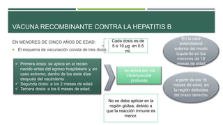 VACUNA RECOMBINANTE CONTRA LA HEPATITIS B
EN MENORES DE CINCO AÑOS DE EDAD:
 El esquema de vacunación consta de tres dosis.
Cada dosis es de
5 o 10 µg en 0.5
ml.
se aplica por vía
intramuscular
profunda
 Primera dosis: se aplica en el recién
nacido antes del egreso hospitalario y, en
caso extremo, dentro de los siete días
después del nacimiento
 Segunda dosis: a los 2 meses de edad.
 Tercera dosis: a los 6 meses de edad.
En la cara
anterolateral
externa del muslo
izquierdo en los
menores de 18
meses de edad
a partir de los 18
meses de edad, en
la región deltoidea
del brazo derecho.
No se debe aplicar en la
región glútea, debido a
que la reacción inmune es
menor.
 