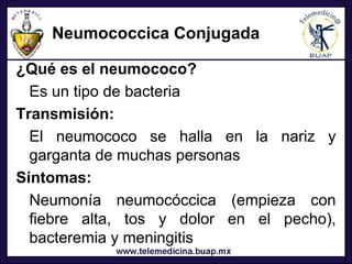 Neumococcica Conjugada

¿Qué es el neumococo?
  Es un tipo de bacteria
Transmisión:
  El neumococo se halla en la nariz y
  garganta de muchas personas
Síntomas:
  Neumonía neumocóccica (empieza con
  fiebre alta, tos y dolor en el pecho),
  bacteremia y meningitis
 