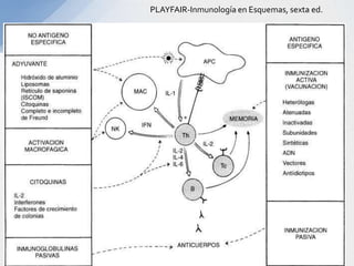 PLAYFAIR-Inmunología en Esquemas, sexta ed.
 