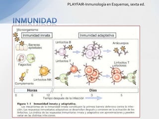 PLAYFAIR-Inmunología en Esquemas, sexta ed.
 