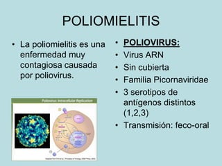 POLIOMIELITIS
• La poliomielitis es una   • POLIOVIRUS:
  enfermedad muy            • Virus ARN
  contagiosa causada        • Sin cubierta
  por poliovirus.
                            • Familia Picornaviridae
                            • 3 serotipos de
                              antígenos distintos
                              (1,2,3)
                            • Transmisión: feco-oral
 