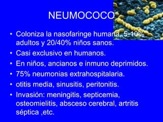 NEUMOCOCO
• Coloniza la nasofaringe humana, 5-10%
  adultos y 20/40% niños sanos.
• Casi exclusivo en humanos.
• En niños, ancianos e inmuno deprimidos.
• 75% neumonias extrahospitalaria.
• otitis media, sinusitis, peritonitis.
• Invasión: meningitis, septicemia,
  osteomielitis, absceso cerebral, artritis
  séptica ,etc.
 