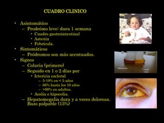 CUADRO CLINICO

• Asintomático
   – Prodrómo leve: dura 1 semana
       • Cuadro gastrointestinal
       • Astenia
       • Febrícula.
• Sintomáticos
   – Pródromos son más acentuados.
• Signos
   – Coluria (primero)
   – Seguido en 1 o 2 días por
       • Ictericia escleral
           – 5-10% en < 5 años
           – 66% hasta los 10 años
           – >90% en adultos.
       • Acolia o hipocolia.
   – Hepatomegalia dura y a veces dolorosa.
     Bazo palpable (15%)
 