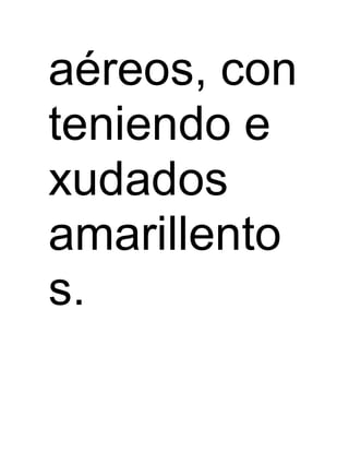 aéreos, con 
teniendo e 
xudados 
amarillento 
s. 
