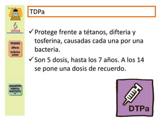 TDPa 
Protege frente a tétanos, difteria y 
tosferina, causadas cada una por una 
bacteria. 
Son 5 dosis, hasta los 7 años. A los 14 
se pone una dosis de recuerdo. 
 