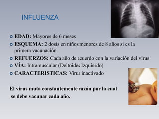 INFLUENZA
 EDAD: Mayores de 6 meses
 ESQUEMA: 2 dosis en niños menores de 8 años si es la
primera vacunación
 REFUERZOS: Cada año de acuerdo con la variación del virus
 VÍA: Intramuscular (Deltoides Izquierdo)
 CARACTERISTICAS: Virus inactivado
El virus muta constantemente razón por la cual
se debe vacunar cada año.
 