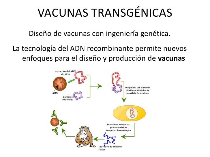 Vacunas transgenicas