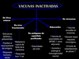 VACUNAS INACTIVADAS De Virus enteros De virus fraccionados De antígenos de superficie purificados Adyuvadas  De virosomas Estructuras liptídicas y polisacáridas. Facilitan el reconocimiento del antígeno. Respuesta humoral y celular Mediante la ruptura del lípido de la membrana Respuesta hum. Y cel. Subunidades del virión  Vacunas de subunidades con MF59C.1  como adyuvante. Aumenta y prolonga la inmunogenicidad vacunal. Vacunas envueltas en virosomas. Generan mayor respuesta inmunógena. A través de subpoblaciones de células T. 