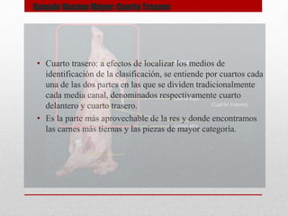 • Cuarto trasero: a efectos de localizar los medios de
identificación de la clasificación, se entiende por cuartos cada
una de las dos partes en las que se dividen tradicionalmente
cada media canal, denominados respectivamente cuarto
delantero y cuarto trasero.
• Es la parte más aprovechable de la res y donde encontramos
las carnes más tiernas y las piezas de mayor categoría.
Ganado Vacuno Mayor: Cuarto Trasero
 
