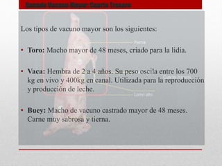 Los tipos de vacuno mayor son los siguientes:
• Toro: Macho mayor de 48 meses, criado para la lidia.
• Vaca: Hembra de 2 a 4 años. Su peso oscila entre los 700
kg en vivo y 400kg en canal. Utilizada para la reproducción
y producción de leche.
• Buey: Macho de vacuno castrado mayor de 48 meses.
Carne muy sabrosa y tierna.
Ganado Vacuno Mayor: Cuarto Trasero
 