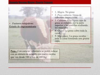 Ganado Vacuno Mayor: Cuarto Trasero
• Factores subjetivos:
Estado de engrasamiento
• 1. Magra. No graso
• 2. Poco cubierto. Grasa de
cobertura inapreciable.
• 3. Cubierto. Una ligera capa de
grasa se extiende por la parte
superior y las costillas ocultando
los músculos
• 4. Graso. La grasa cubre toda la
canal.
• 5. Muy graso. La grasa recubre
toda la canal formando una gruesa
capa.
Peso.- Con carácter voluntario se podrá indicar
con un número de acuerdo con nueve escalas
que van desde 100 a mas de 400 Kg
 