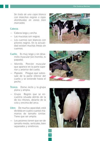 Se trata de una capa blanca
con manchas negras o rojas
distribuidas en zonas bien
marcadas.
Cabeza.
— Cabeza larga y ancha.
— Las mucosas son negras.
— Los cuernos son blancos con
pitones negros. En la actuali-
dad existen muchas líneas sin
cuernos.
Cuello. Es muy largo y sin desa-
rrollo muscular (sin morrillo, ni
papada).
— Morrillo. Porción muscular
que aparece en la parte supe-
rior y anterior del cuello.
— Papada. Pliegue que sobre-
sale de la parte inferior del
cuello y se extiende hasta el
pecho.
Tronco. Dorso recto y la grupa
plana y amplia.
— Grupa. Región que se en-
cuentra situada detrás de la
de los riñones, delante de la
cola y encima del anca.
Ubre. De mucha capacidad, está
dividida en cuatro cuartos ma-
marios de tamaño similar.
Tiene que ser amplia.
— Los pezones tienen que ser de
tamaño medio, verticales, bien
separados y simétricos.
10
Pilar Gutiérrez Martínez
1-INEA-MPMEVacunoLechero:Maquetación 1 22/12/07 12:31 Página 10
 
