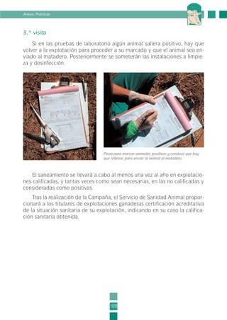 El saneamiento se llevará a cabo al menos una vez al año en explotacio-
nes calificadas, y tantas veces como sean necesarias, en las no calificadas y
consideradas como positivas.
Tras la realización de la Campaña, el Servicio de Sanidad Animal propor-
cionará a los titulares de explotaciones ganaderas certificación acreditativa
de la situación sanitaria de su explotación, indicando en su caso la califica-
ción sanitaria obtenida.
109
Anexo. Prácticas
3.ª visita
Si en las pruebas de laboratorio algún animal saliera positivo, hay que
volver a la explotación para proceder a su marcado y que el animal sea en-
viado al matadero. Posteriormente se someterán las instalaciones a limpie-
za y desinfección.
Pinza para marcar animales positivos y conduce que hay
que rellenar para enviar al animal al matadero.
3-INEA-MPMEVacunoLechero:Maquetación 1 22/12/07 12:46 Página 109
 