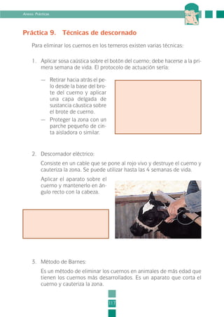 Práctica 9. Técnicas de descornado
Para eliminar los cuernos en los terneros existen varias técnicas:
1. Aplicar sosa caústica sobre el botón del cuerno; debe hacerse a la pri-
mera semana de vida. El protocolo de actuación sería:
— Retirar hacia atrás el pe-
lo desde la base del bro-
te del cuerno y aplicar
una capa delgada de
sustancia cáustica sobre
el brote de cuerno.
— Proteger la zona con un
parche pequeño de cin-
ta aisladora o similar.
2. Descornador eléctrico:
Consiste en un cable que se pone al rojo vivo y destruye el cuerno y
cauteriza la zona. Se puede utilizar hasta las 4 semanas de vida.
Aplicar el aparato sobre el
cuerno y mantenerlo en án-
gulo recto con la cabeza.
117
Anexo. Prácticas
3. Método de Barnes:
Es un método de eliminar los cuernos en animales de más edad que
tienen los cuernos más desarrollados. Es un aparato que corta el
cuerno y cauteriza la zona.
3-INEA-MPMEVacunoLechero:Maquetación 1 22/12/07 12:46 Página 117
 