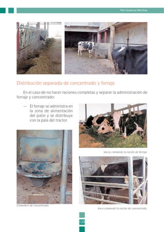 Distribución separada de concentrado y forraje
En el caso de no hacer raciones completas y separar la administración de
forraje y concentrado:
— El forraje se administra en
la zona de alimentación
del patio y se distribuye
con la pala del tractor.
120
Pilar Gutiérrez Martínez
Vacas comiendo la ración de forraje.
Comedero de concentrado.
Vaca comiendo la ración de concentrado.
3-INEA-MPMEVacunoLechero:Maquetación 1 22/12/07 12:46 Página 120
 