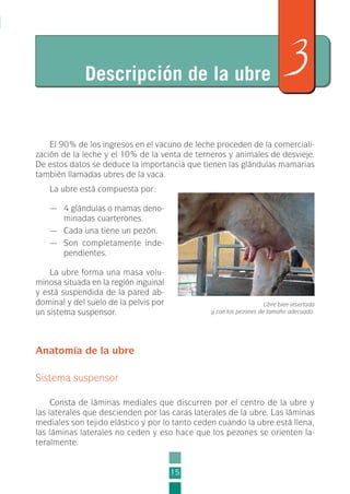 El 90% de los ingresos en el vacuno de leche proceden de la comerciali-
zación de la leche y el 10% de la venta de terneros y animales de desvieje.
De estos datos se deduce la importancia que tienen las glándulas mamarias
también llamadas ubres de la vaca.
La ubre está compuesta por:
— 4 glándulas o mamas deno-
minadas cuarterones.
— Cada una tiene un pezón.
— Son completamente inde-
pendientes.
La ubre forma una masa volu-
minosa situada en la región inguinal
y está suspendida de la pared ab-
dominal y del suelo de la pelvis por
un sistema suspensor.
Anatomía de la ubre
Sistema suspensor
Consta de láminas mediales que discurren por el centro de la ubre y
las laterales que descienden por las caras laterales de la ubre. Las láminas
mediales son tejido elástico y por lo tanto ceden cuando la ubre está llena,
las láminas laterales no ceden y eso hace que los pezones se orienten la-
teralmente.
15
Descripción de la ubre 3
Ubre bien insertada
y con los pezones de tamaño adecuado.
1-INEA-MPMEVacunoLechero:Maquetación 1 22/12/07 12:31 Página 15
 