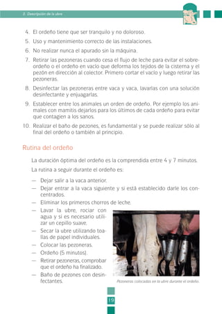4. El ordeño tiene que ser tranquilo y no doloroso.
5. Uso y mantenimiento correcto de las instalaciones.
6. No realizar nunca el apurado sin la máquina.
7. Retirar las pezoneras cuando cesa el flujo de leche para evitar el sobre-
ordeño o el ordeño en vacío que deforma los tejidos de la cisterna y el
pezón en dirección al colector. Primero cortar el vacío y luego retirar las
pezoneras.
8. Desinfectar las pezoneras entre vaca y vaca, lavarlas con una solución
desinfectante y enjuagarlas.
9. Establecer entre los animales un orden de ordeño. Por ejemplo los ani-
males con mamitis dejarlos para los últimos de cada ordeño para evitar
que contagien a los sanos.
10. Realizar el baño de pezones, es fundamental y se puede realizar sólo al
final del ordeño o también al principio.
Rutina del ordeño
La duración óptima del ordeño es la comprendida entre 4 y 7 minutos.
La rutina a seguir durante el ordeño es:
— Dejar salir a la vaca anterior.
— Dejar entrar a la vaca siguiente y si está establecido darle los con-
centrados.
— Eliminar los primeros chorros de leche.
— Lavar la ubre, rociar con
agua y si es necesario utili-
zar un cepillo suave.
— Secar la ubre utilizando toa-
llas de papel individuales.
— Colocar las pezoneras.
— Ordeño (5 minutos).
— Retirar pezoneras, comprobar
que el ordeño ha finalizado.
— Baño de pezones con desin-
fectantes.
19
3. Descripción de la ubre
Pezoneras colocadas en la ubre durante el ordeño.
1-INEA-MPMEVacunoLechero:Maquetación 1 22/12/07 12:31 Página 19
 