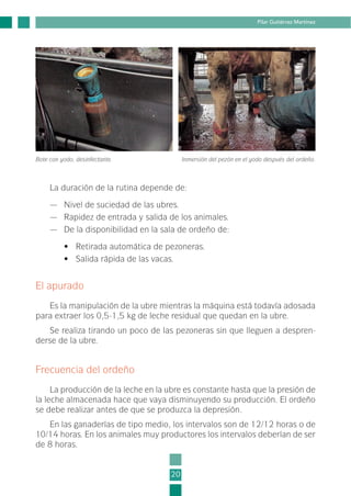 La duración de la rutina depende de:
— Nivel de suciedad de las ubres.
— Rapidez de entrada y salida de los animales.
— De la disponibilidad en la sala de ordeño de:
• Retirada automática de pezoneras.
• Salida rápida de las vacas.
El apurado
Es la manipulación de la ubre mientras la máquina está todavía adosada
para extraer los 0,5-1,5 kg de leche residual que quedan en la ubre.
Se realiza tirando un poco de las pezoneras sin que lleguen a despren-
derse de la ubre.
Frecuencia del ordeño
La producción de la leche en la ubre es constante hasta que la presión de
la leche almacenada hace que vaya disminuyendo su producción. El ordeño
se debe realizar antes de que se produzca la depresión.
En las ganaderías de tipo medio, los intervalos son de 12/12 horas o de
10/14 horas. En los animales muy productores los intervalos deberían de ser
de 8 horas.
20
Pilar Gutiérrez Martínez
Inmersión del pezón en el yodo después del ordeño.Bote con yodo, desinfectante.
1-INEA-MPMEVacunoLechero:Maquetación 1 22/12/07 12:31 Página 20
 