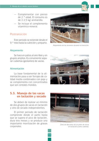 — Complementar con pienso
de 2.ª edad. El consumo es
de 2-2,5 kg/ animal/día.
— Se incluye el complemento
vitamínico-mineral.
Postransición
Este periodo se extiende desde el
9.º mes hasta la cubrición y preparto.
Alojamiento
Se hace en patios al aire libre y en
grupos amplios. Es conveniente sepa-
rar cubiertas (gestantes) de vacías.
Alimentación
La base fundamental de la ali-
mentación pasa a ser forrajes de ca-
lidad media combinados con paja y
se complementa con concentrados
que son cereales molidos.
5.3. Manejo de las vacas
en lactación y secado
Se deben de realizar un mínimo
de dos grupos de vacas en lactación
y otro de secado independientes.
El primer periodo de lactación
comprende desde el parto hasta
que se supera el pico de lactación,
dura tres meses y se produce una
importante movilización de grasas
corporales.
33
5. Manejo de un rebaño vacuno lechero
Alojamiento de las terneras durante la transición.
Zona de descanso de un patio de vacas
en lactación (cama caliente).
1-INEA-MPMEVacunoLechero:Maquetación 1 22/12/07 12:31 Página 33
 