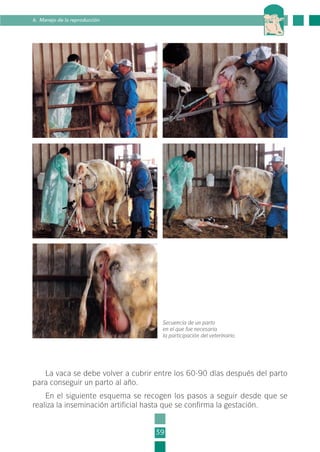 La vaca se debe volver a cubrir entre los 60-90 días después del parto
para conseguir un parto al año.
En el siguiente esquema se recogen los pasos a seguir desde que se
realiza la inseminación artificial hasta que se confirma la gestación.
39
6. Manejo de la reproducción
Secuencia de un parto
en el que fue necesaria
la participación del veterinario.
1-INEA-MPMEVacunoLechero:Maquetación 1 22/12/07 12:31 Página 39
 