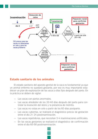 Estado sanitario de los animales
El estado sanitario del aparato genital de la vaca es fundamental ya que
un animal enfermo no quedará gestante, por eso es muy importante esta-
blecer un plan de exploración de las vacas a días fijos después del parto. En
la práctica se deben de vigilar:
— Las vacas con partos anormales.
— Las vacas alrededor de los 20-40 días después del parto para con-
trolar la involución del útero y la presencia de metritis.
— Las vacas no vistas en celo a partir de los 60 días postparto.
— Las vacas cubiertas, se realizará el diagnóstico precoz de gestación
entre el día 21-24 postinseminación.
— Las vacas repetidoras, que necesitan 3-4 inseminaciones artificiales.
— En las vacas gestantes se realizará el diagnóstico de confirmación
entre el día 60-90 postinseminación.
40
Pilar Gutiérrez Martínez
1-INEA-MPMEVacunoLechero:Maquetación 1 22/12/07 12:31 Página 40
 