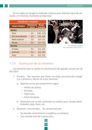 7.2.5. Clasificación de los alimentos
Los alimentos que se utilizan en alimentación del ganado vacuno son de
dos tipos:
1. Forrajes. Son aquellos que tienen una baja concentración energé-
tica y proteica y dentro de estos tenemos:
a. Aquellos en los que predomina el agua:
— Hierba de pastos.
— Ensilado.
— Tubérculos.
— Coles forrajeras.
b. Alimentos con un alto contenido en materia seca: forrajes deshi-
dratados, paja, heno, etc.
2. Alimentos concentrados. Se caracterizan por:
— Su elevada concentración energética y/o proteica.
— Una elevada tasa de materia seca.
62
Pilar Gutiérrez Martínez
En el cuadro se recoge la condición corporal para distintos tipos de ani-
males y en distintos momentos productivos.
Condición corporal
Estado fisiológico
Puntuación
óptima
Margen
aceptable
Adultos
Parto 3,5 3,25 - 3,75
Pico de producción 2,5 2,5 - 3,0
Media lactación 3,0 3,0 - 3,5
Secado 3,5 3,5 - 4,0
Novillos
6 meses 2,5 2,5 - 3,0
Cubrición 2,5 2,5 - 3,0
Parto 3,5 3,5 - 4,0
La condición corporal
de la vaca de la foto es de 2.
2-INEA-MPMEVacunoLechero:Maquetación 1 22/12/07 12:32 Página 62
 