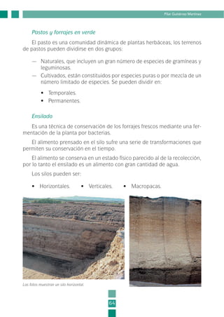 64
Pilar Gutiérrez Martínez
Pastos y forrajes en verde
El pasto es una comunidad dinámica de plantas herbáceas, los terrenos
de pastos pueden dividirse en dos grupos:
— Naturales, que incluyen un gran número de especies de gramíneas y
leguminosas.
— Cultivados, están constituidos por especies puras o por mezcla de un
número limitado de especies. Se pueden dividir en:
• Temporales.
• Permanentes.
Ensilado
Es una técnica de conservación de los forrajes frescos mediante una fer-
mentación de la planta por bacterias.
El alimento prensado en el silo sufre una serie de transformaciones que
permiten su conservación en el tiempo.
El alimento se conserva en un estado físico parecido al de la recolección,
por lo tanto el ensilado es un alimento con gran cantidad de agua.
Los silos pueden ser:
• Horizontales. • Verticales. • Macropacas.
Las fotos muestran un silo horizontal.
2-INEA-MPMEVacunoLechero:Maquetación 1 22/12/07 12:32 Página 64
 