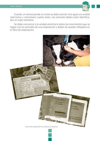 Cuando un animal pierde un crotal se debe solicitar otro igual a la unidad
veterinaria y colocárselo cuanto antes. Los animales deben estar identifica-
dos en todo momento.
Se debe comunicar a la unidad veterinaria todos los movimientos que se
hagan con los animales de una explotación y deben de quedar reflejados en
el libro de explotación.
103
Anexo. Prácticas
Libros de explotación de machos y hembras.
3-INEA-MPMEVacunoLechero:Maquetación 1 22/12/07 12:46 Página 103
 