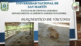 UNIVERSIDAD NACIONAL DE
SAN MARTÍN
FACULTAD DE CIENCIAS AGRARIAS
DEPARTAMENTO ACADÉMICO AGROSILVO PASTORIL
DIAGNOSTICO DE VACUNOS
 