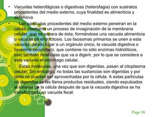 Page 16
• Vacuolas heterofágicas o digestivas (heterofagia) con sustratos
procedentes del medio externo, cuya finalidad es alimenticia y
defensiva
• Las partículas procedentes del medio externo penetran en la
célula, mediante un proceso de invaginación de la membrana
celular, que se separa de ésta, formándose una vacuola alimenticia
o vacuola de endocitosis. Los lisosomas primarios se unen a esta
vacuola, dando lugar a un orgánulo único, la vacuola digestiva o
lisosoma secundario, que contiene no sólo enzimas hidrolíticos,
sino también moléculas que va a digerir, por lo que se considera a
esta vacuola el estómago celular.
• Estas moléculas, una vez que son digeridas, pasan al citoplasma
celular. Sin embargo, no todas las sustancias son digeridas y por
tanto no pueden ser aprovechadas por la célula. A estas partículas
no digeridas se las llama productos residuales, siendo expulsados
al exterior de la célula después de que la vacuola digestiva se ha
transformado en vacuola fecal.
 