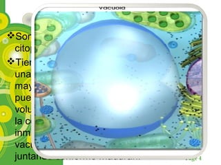 Page 4
Forma
Son burbujas que se forman en el
citoplasma .
Tiene la forma de una bolsa rodeada por
una sola membrana, se presentan en
mayor tamaño en las células vegetales y
puede llegar a ocupar el 90% del
volumen de este tipo de células cuando
la célula es madura, ahora cuando es
inmadura contiene un montón de
vacuolas pequeñas que luego se van
juntando conforme maduran.
 