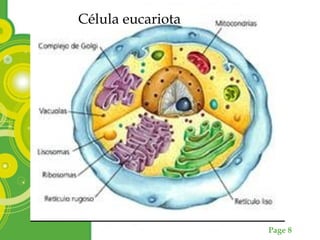 Page 8
Célula eucariota
 