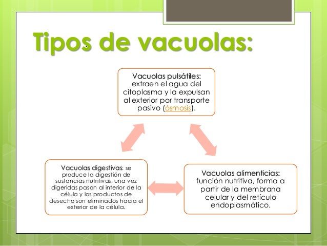 Vacuolas y-lisosomas Vacuolas y-lisosomas
