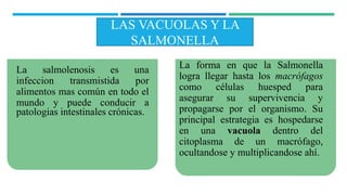 La salmolenosis es una
infeccion transmistida por
alimentos mas común en todo el
mundo y puede conducir a
patologias intestinales crónicas.
La forma en que la Salmonella
logra llegar hasta los macrófagos
como células huesped para
asegurar su supervivencia y
propagarse por el organismo. Su
principal estrategia es hospedarse
en una vacuola dentro del
citoplasma de un macrófago,
ocultandose y multiplicandose ahí.
LAS VACUOLAS Y LA
SALMONELLA
 
