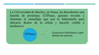 La Universidad de Basilea, en Suiza, ha descubierto una
familia de proteinas: GTPasas, quienes revelan y
eliminan el camuflaje que usa la Salmonella para
ubicarse dentro de la célula y hacerlo visible e
inofensivo.
GTPasas
Guanosina trifosfatasa: super
familia de enzimas.
 