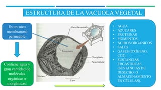 ESTRUCTURA DE LA VACUOLA VEGETAL
Es un saco
membranoso
permeable
Contiene agua y
gran cantidad de
moléculas
orgánicas e
inorgánicas:
• AGUA
• AZUCARES
• PROTEINAS
• PIGMENTOS
• ÁCIDOS ORGÁNICOS
• SALES
• GASES (OXÍGENO,
CO2).
• SUSTANCIAS
ERGÁSTRICAS
(SUSTANCIAS DE
DESECHO O
ALMACENAMIENTO
EN CÉLULAS).
 