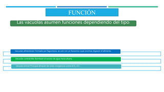 FUNCIÓN
Las vacuolas asumen funciones dependiendo del tipo:
Vacuolas alimenticias: Formada por fagocitosis, se une con un lisosoma cuyas enzimas digieren el alimento.
Vacuolas contráctiles: Bombean el exceso de agua hacia afuera.
Vacuola central: Principal almacén de iones inorgánicos como el K y Cl-.
 