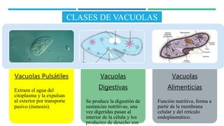 CLASES DE VACUOLAS
Vacuolas Pulsátiles
Extraen el agua del
citoplasma y la expulsan
al exterior por transporte
pasivo (ósmosis).
Vacuolas
Digestivas
Se produce la digestión de
sustancias nutritivas, una
vez digeridas pasan al
interior de la célula y los
productos de desecho son
Vacuolas
Alimenticias
Función nutritiva, forma a
partir de la membrana
celular y del retículo
endoplasmático.
 