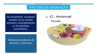 VACUOLAS ANIMALES
Se encuentran en menor
tamaño en las células
animales, principalmente
en los protistas
unicelulares.
Almacena productos de
desecho y nutrición.
 