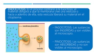ENDOCITOSIS: Es el proceso contrario a la Exocitosis, el
material obligará a que la membrana cree una vesícula o
hacia a adentro de ella, esta vesicula liberará su material en el
citoplasma.
- FAGOCITOSIS: Las sustancias
son INGERIDAS y son visibles
al microscopio.
- PINOCITOSIS: Las sustancias
son ABSORBIDAS y no son
visibles al microscopio.
 