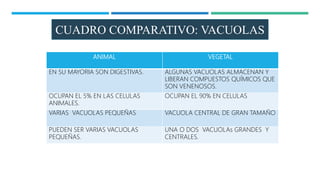 CUADRO COMPARATIVO: VACUOLAS
ANIMAL VEGETAL
EN SU MAYORIA SON DIGESTIVAS. ALGUNAS VACUOLAS ALMACENAN Y
LIBERAN COMPUESTOS QUÍMICOS QUE
SON VENENOSOS.
OCUPAN EL 5% EN LAS CELULAS
ANIMALES.
OCUPAN EL 90% EN CELULAS
VARIAS VACUOLAS PEQUEÑAS VACUOLA CENTRAL DE GRAN TAMAÑO
PUEDEN SER VARIAS VACUOLAS
PEQUEÑAS.
UNA O DOS VACUOLAs GRANDES Y
CENTRALES.
 