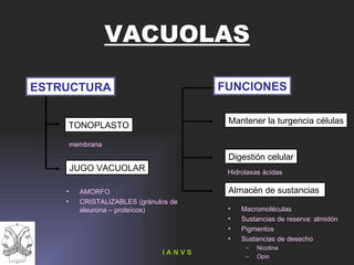 VACUOLAS ESTRUCTURA FUNCIONES TONOPLASTO JUGO VACUOLAR Mantener la turgencia células Digestión celular Almacén de sustancias Macromoléculas Sustancias de reserva: almidón Pigmentos Sustancias de desecho Nicotina Opio Hidrolasas ácidas membrana AMORFO CRISTALIZABLES (gránulos de aleurona – proteícos)