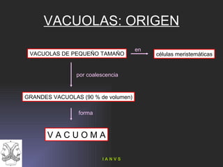 VACUOLAS: ORIGEN VACUOLAS DE PEQUEÑO TAMAÑO GRANDES VACUOLAS (90 % de volumen) V A C U O M A por coalescencia forma células meristemáticas en 