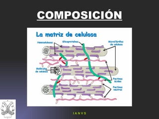 COMPOSICIÓN